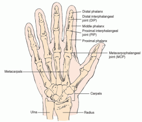 Hand anatomy