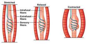 Muscle tension